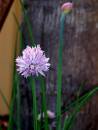 chives_resized.jpg