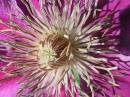 clematis1.jpg
