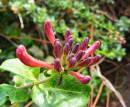 clematis3.jpg