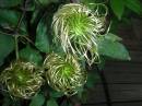 clematis_seed_heads.jpg