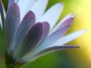 close_up_daisy_r.jpg