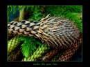 colour_and_texture_from_under_the_pine_tree_2.jpg