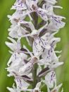 common_spotted_orchid_jun_19_2016.jpg
