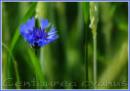cornflower1.jpg