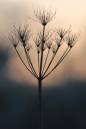 cowparsley02upload.jpg