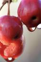 crab_apple_dew_drops.jpg
