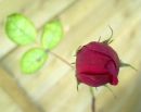 crimsonrose.jpg