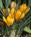 crocus_yellow.jpg