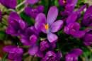 crocuses_normal_Medium_.jpg