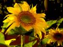 crop_yellow_lens_NDx8resize.jpg