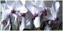 cyclamen_cluster_.jpg