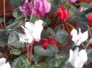 cyclamens.jpg