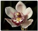 cymbidium110207-002_copy.jpg