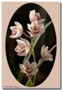 cymbidium110207-020_copy.jpg