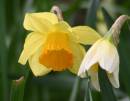 daff.jpg