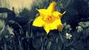 daff_colour_popped.jpg