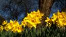 daffs1.jpg