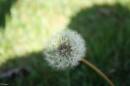 dandelion1.jpg