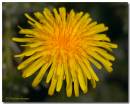 dandelion150407_copy.jpg