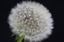 dandelion_020507_0006.jpg