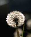dandelion_2.jpg