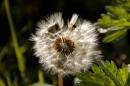dandelion_clock.jpg