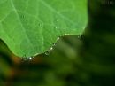 day95_copyright_water_drops.jpg