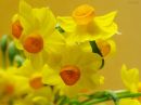 day_155_a_touch_of_colour_r.jpg