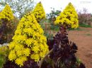 day_250_yellow_flowers_r.jpg
