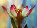 day_267_pinkish_r.jpg