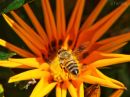 day_274_busy_bee_r.jpg
