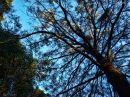 day_281_looking_up_copyright_r.jpg