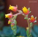 day_354_little_flowers_r.jpg