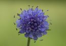 devilsbit_scabious_aug_30_2015.jpg