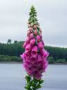 digitalis.jpg