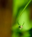 drop_and_star_1.jpg