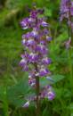 early-purple-orchid-may-9-2008-3.jpg