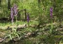 early_purple_orchid_may_16_2016_1.jpg