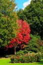 esdoorn-herfst.jpg