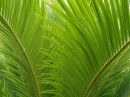 fern_R.jpg