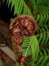 fern_frond_unfolding.jpg