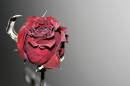 files_gallery_MG_0019-1_whmfull_.jpg