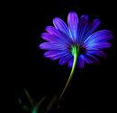 final_purple_flower_resize.jpg