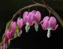 finished-bleeding-heart.jpg