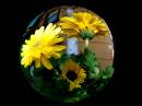 fisheye_lens_flowers2.jpg