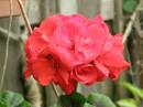 flower-garden-01.jpg