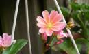 flower-garden-02.jpg
