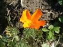 flower-garden-03.jpg