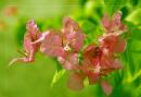 flower-shooting2.jpg