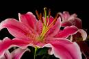 flower-web.jpg
